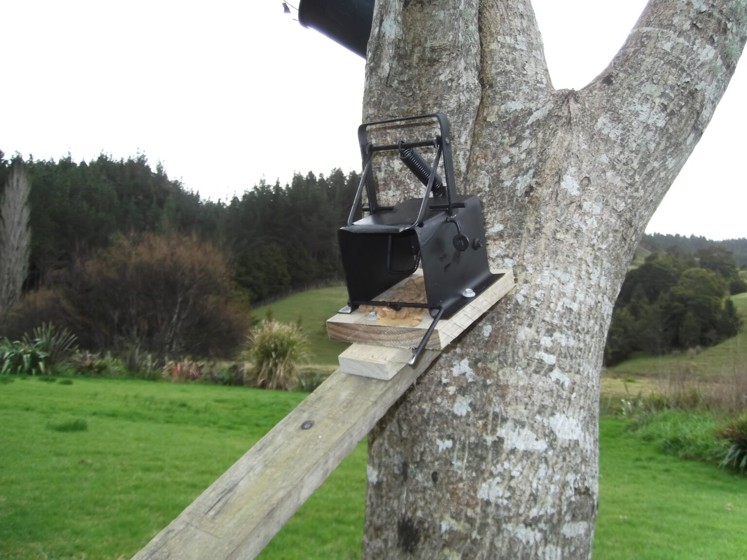 Feral Cat trapping with Timms - TRAP.NZ Forums